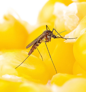 Mosquito Treatment Services